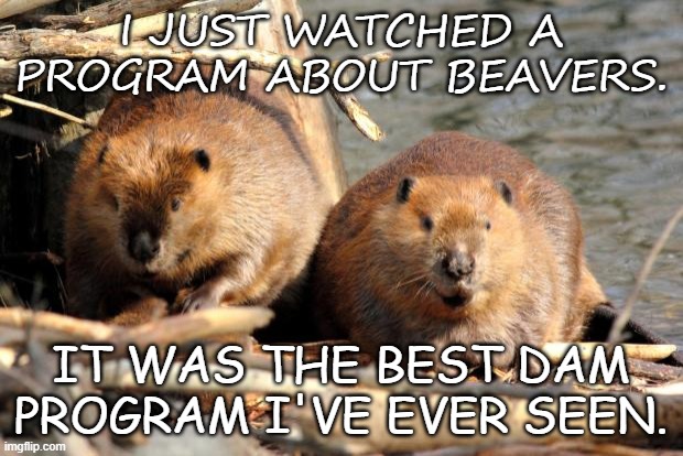 Daily Bad Dad Joke June 6 2020 | I JUST WATCHED A PROGRAM ABOUT BEAVERS. IT WAS THE BEST DAM PROGRAM I'VE EVER SEEN. | image tagged in angry beavers | made w/ Imgflip meme maker