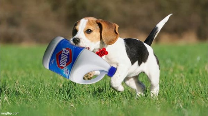 Dog Bleach! | image tagged in dog bleach | made w/ Imgflip meme maker