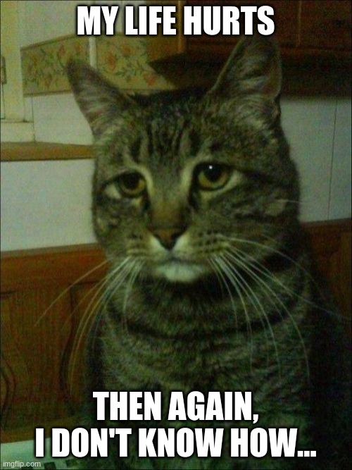 Depressed Cat Meme | MY LIFE HURTS THEN AGAIN, I DON'T KNOW HOW... | image tagged in memes,depressed cat | made w/ Imgflip meme maker