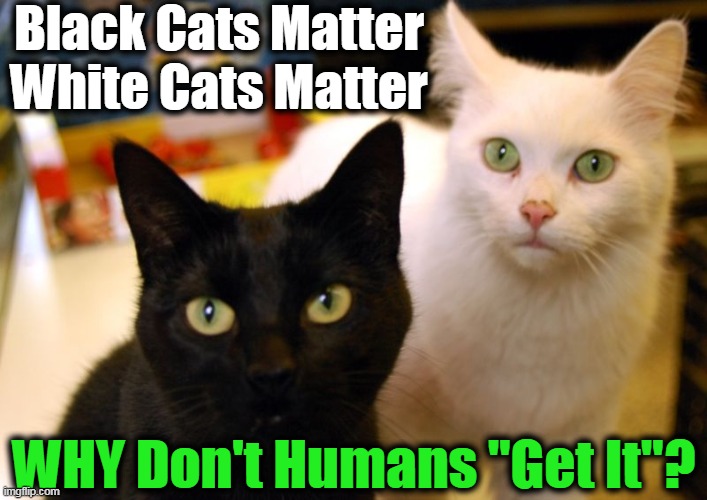 ALL Cats (and Lives) MATTER.... | Black Cats Matter
White Cats Matter; WHY Don't Humans "Get It"? | image tagged in meme,cats,so true,smart cats,all lives matter | made w/ Imgflip meme maker