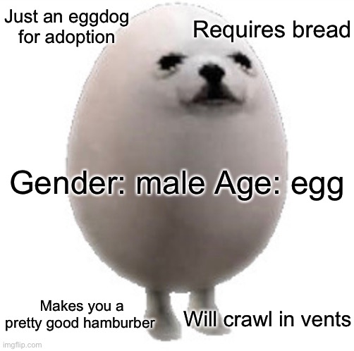 I joined awhile ago but I never got a family so here I am | Requires bread; Just an eggdog for adoption; Gender: male Age: egg; Will crawl in vents; Makes you a pretty good hamburber | image tagged in eggs,egg | made w/ Imgflip meme maker