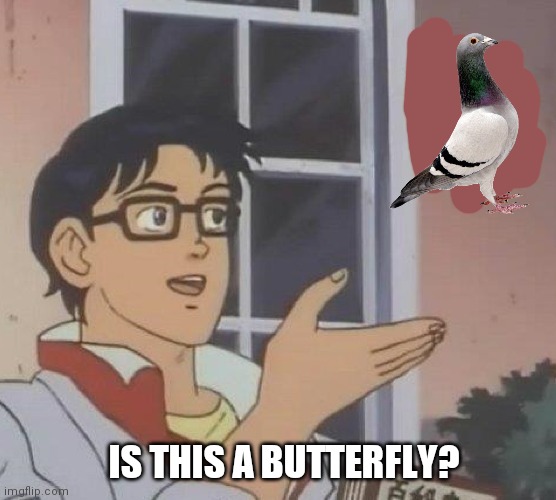 Is this a butterfly? |  IS THIS A BUTTERFLY? | image tagged in memes,is this a pigeon,pigeon,funny,reverse | made w/ Imgflip meme maker