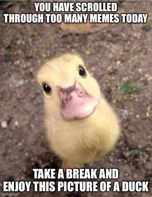 YOU HAVE SCROLLED THROUGH TOO MANY MEMES TODAY; TAKE A BREAK AND ENJOY THIS PICTURE OF A DUCK | image tagged in duck | made w/ Imgflip meme maker