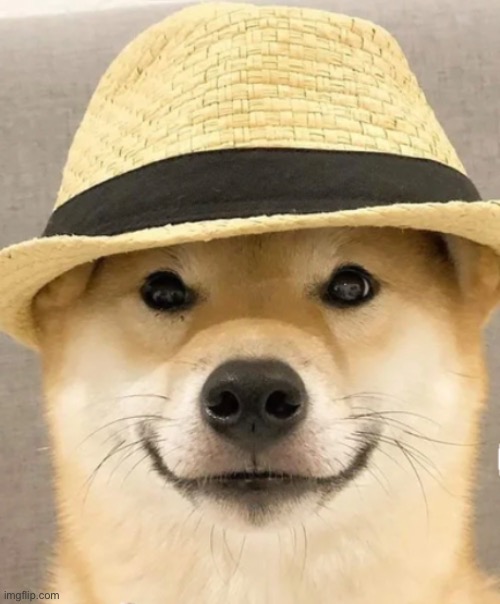 Doge wearing a hat - Imgflip