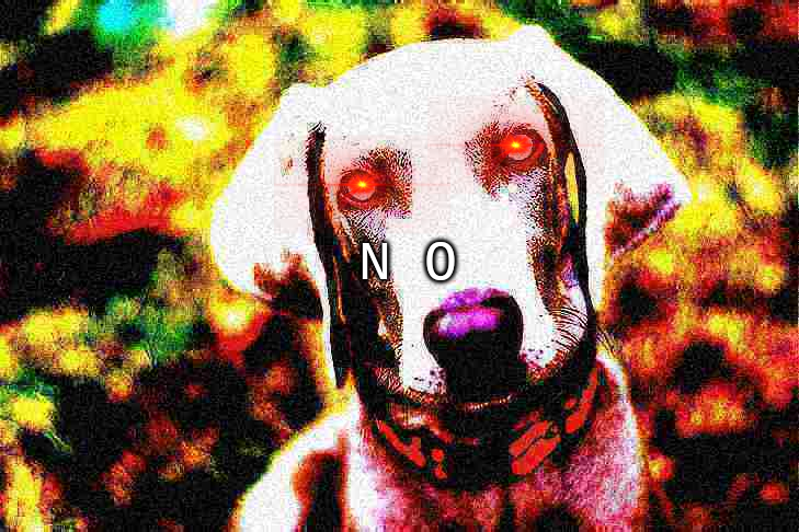 N      O  dog Blank Meme Template