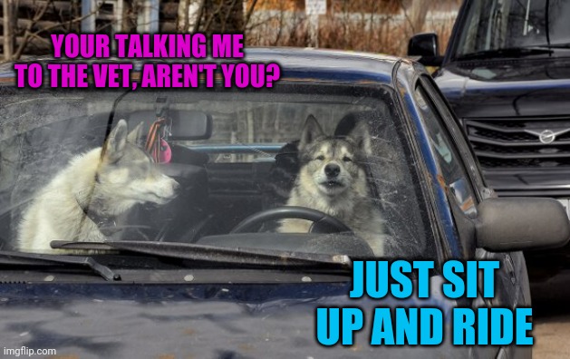 SHE'S GETTING "FIXED" | YOUR TALKING ME TO THE VET, AREN'T YOU? JUST SIT UP AND RIDE | image tagged in dogs | made w/ Imgflip meme maker