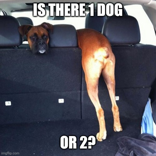 IT'S JUST 1 LONG DOG | IS THERE 1 DOG; OR 2? | image tagged in dogs,funny dogs | made w/ Imgflip meme maker
