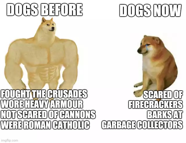 Practically my dog | DOGS BEFORE; DOGS NOW; FOUGHT THE CRUSADES
WORE HEAVY ARMOUR
NOT SCARED OF CANNONS
WERE ROMAN CATHOLIC; SCARED OF FIRECRACKERS
BARKS AT GARBAGE COLLECTORS | image tagged in buff doge vs cheems | made w/ Imgflip meme maker