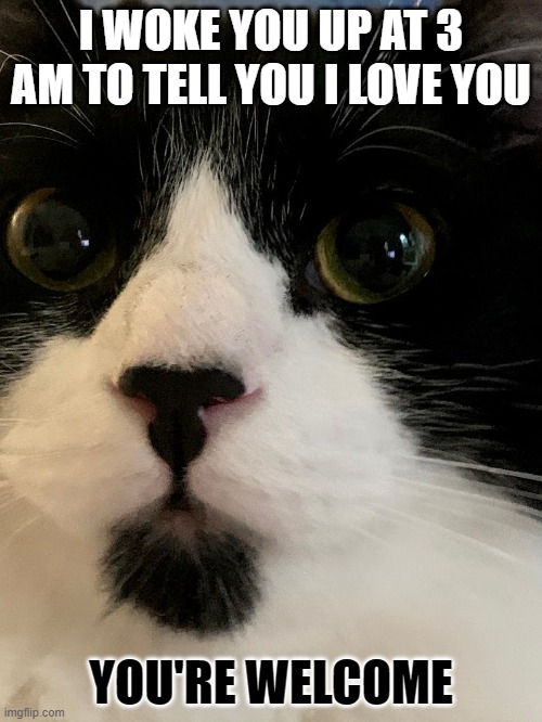 mornings | I WOKE YOU UP AT 3 AM TO TELL YOU I LOVE YOU; YOU'RE WELCOME | image tagged in cats,funny cat memes | made w/ Imgflip meme maker