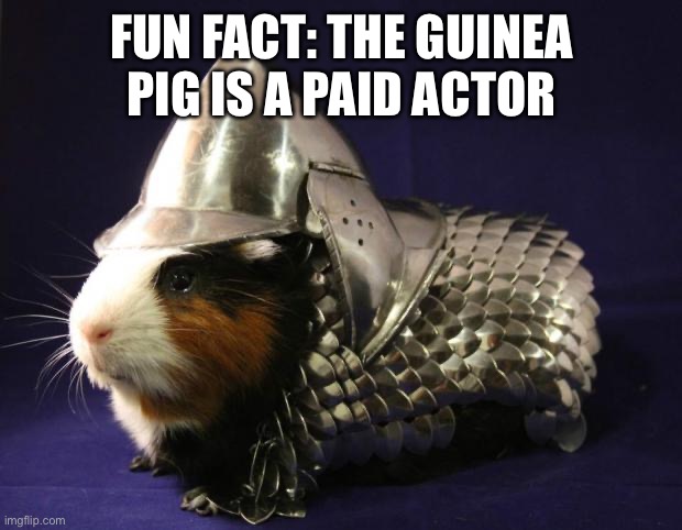 Guinea Pig | FUN FACT: THE GUINEA PIG IS A PAID ACTOR | image tagged in guinea pig | made w/ Imgflip meme maker