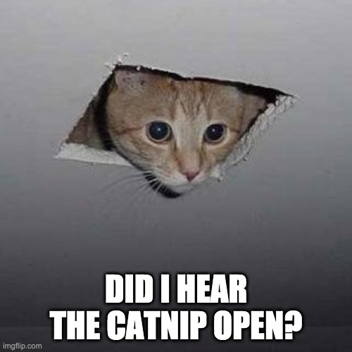 My Cat Henry would like this | DID I HEAR THE CATNIP OPEN? | image tagged in memes,ceiling cat | made w/ Imgflip meme maker