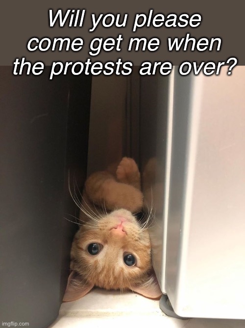 Hiding Out | Will you please come get me when the protests are over? | image tagged in cats,funny memes,funny cat,cute cat | made w/ Imgflip meme maker