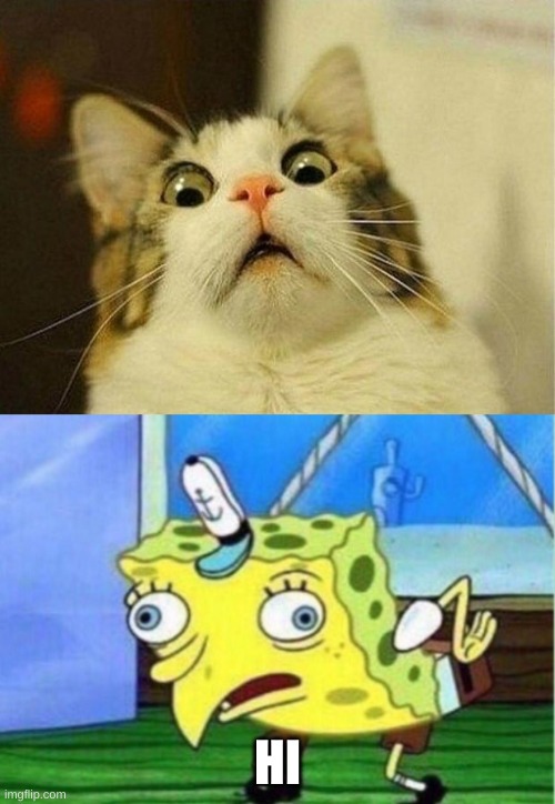 Cat finds spongebob | HI | image tagged in memes,scared cat,mocking spongebob,scared | made w/ Imgflip meme maker