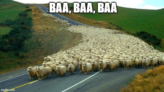 sheep | BAA, BAA, BAA | image tagged in sheep | made w/ Imgflip meme maker