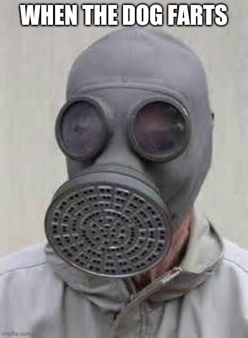 Gas mask | WHEN THE DOG FARTS | image tagged in gas mask,dog,fart,farting,stinky,gas | made w/ Imgflip meme maker