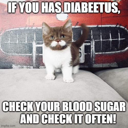 Wilford Brimley Cat | IF YOU HAS DIABEETUS, CHECK YOUR BLOOD SUGAR     AND CHECK IT OFTEN! | image tagged in diabeetus,cute | made w/ Imgflip meme maker