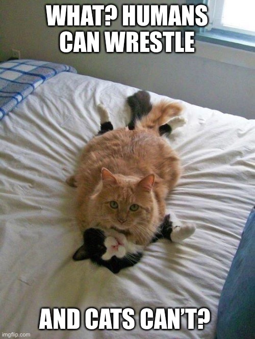 funny cats | WHAT? HUMANS CAN WRESTLE; AND CATS CAN’T? | image tagged in funny cats | made w/ Imgflip meme maker