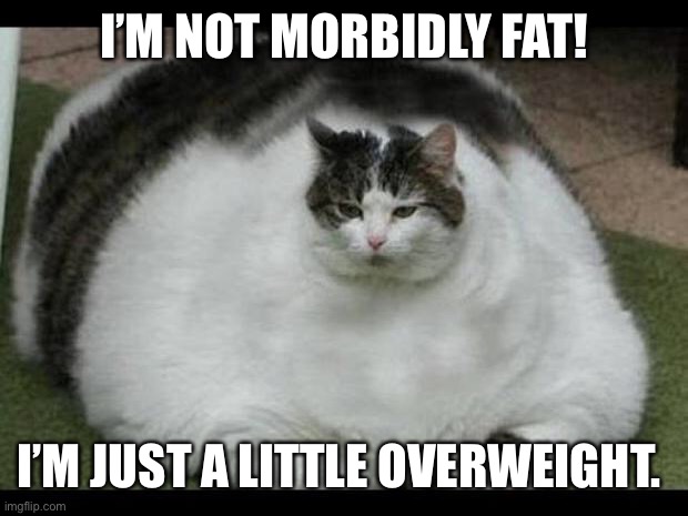 fat cat 2 | I’M NOT MORBIDLY FAT! I’M JUST A LITTLE OVERWEIGHT. | image tagged in fat cat 2 | made w/ Imgflip meme maker
