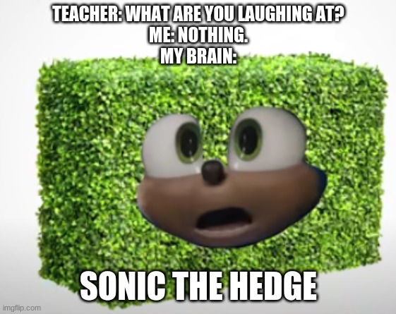 Sonic? Is that you!?! | TEACHER: WHAT ARE YOU LAUGHING AT?
ME: NOTHING.
MY BRAIN:; SONIC THE HEDGE | image tagged in hedge,sonic | made w/ Imgflip meme maker
