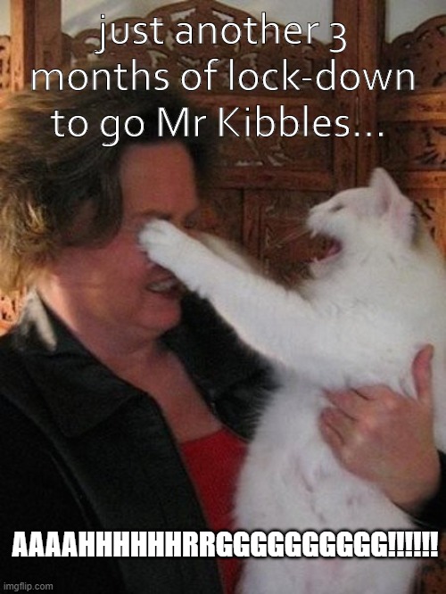 just another 3 months of lock-down to go Mr Kibbles... AAAAHHHHHHRRGGGGGGGGGG!!!!!! | image tagged in catsale | made w/ Imgflip meme maker