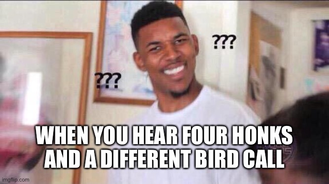 Black guy confused | WHEN YOU HEAR FOUR HONKS AND A DIFFERENT BIRD CALL | image tagged in black guy confused | made w/ Imgflip meme maker