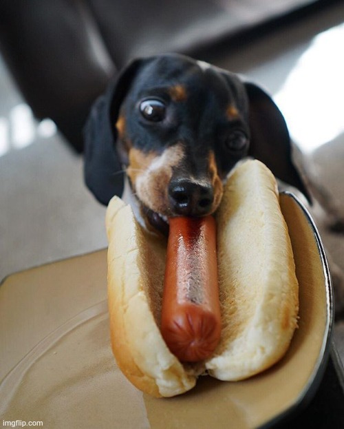 That's cannibalism | image tagged in dog | made w/ Imgflip meme maker