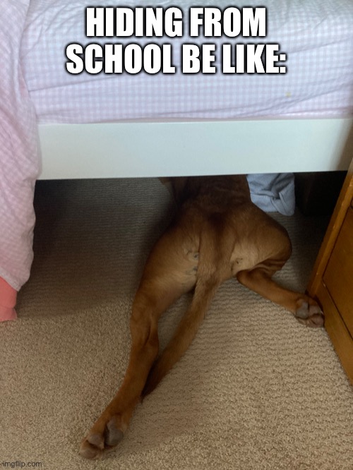 Hiding from Problems | HIDING FROM SCHOOL BE LIKE: | image tagged in dog meme,school,problems | made w/ Imgflip meme maker