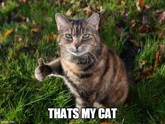 THUMBS UP CAT | THATS MY CAT | image tagged in thumbs up cat | made w/ Imgflip meme maker