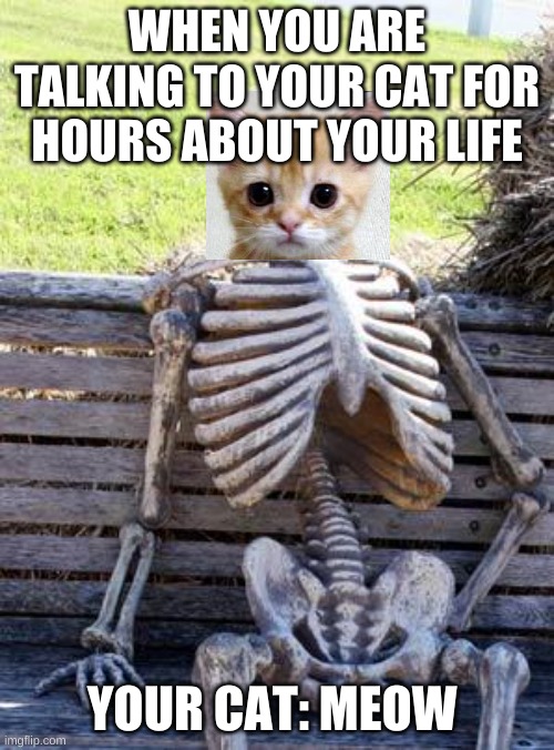 Waiting Skeleton | WHEN YOU ARE TALKING TO YOUR CAT FOR HOURS ABOUT YOUR LIFE; YOUR CAT: MEOW | image tagged in memes,waiting skeleton | made w/ Imgflip meme maker