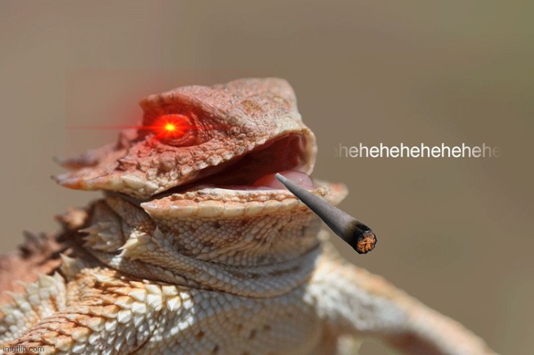 laughing lizard | image tagged in laughing lizard | made w/ Imgflip meme maker