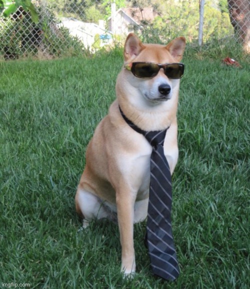 image tagged in doge | made w/ Imgflip meme maker