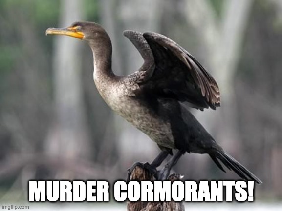 MURDER CORMORANTS! | image tagged in cormorants,tom cotton,tiananmen tom | made w/ Imgflip meme maker