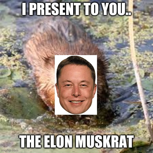 This is so funny | I PRESENT TO YOU.. THE ELON MUSKRAT | image tagged in meme | made w/ Imgflip meme maker