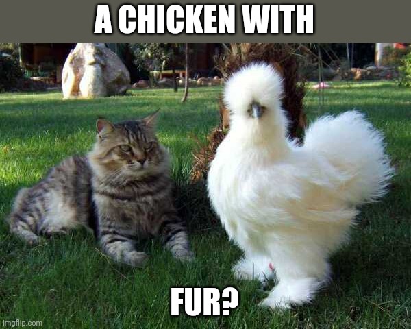 KITTY GONNA EAT THE SILKY | A CHICKEN WITH; FUR? | image tagged in cats,chicken | made w/ Imgflip meme maker
