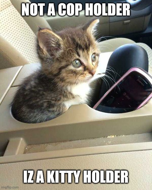 CAT HOLDER | NOT A COP HOLDER; IZ A KITTY HOLDER | image tagged in cats,kitten | made w/ Imgflip meme maker