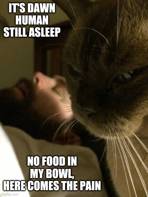 HE'S GONNA GET IT | IT'S DAWN
HUMAN STILL ASLEEP; NO FOOD IN MY BOWL,
HERE COMES THE PAIN | image tagged in cats,funny cats | made w/ Imgflip meme maker