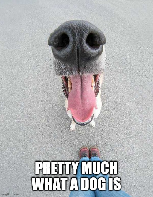 WET NOSE AND TONGUE | PRETTY MUCH WHAT A DOG IS | image tagged in dogs | made w/ Imgflip meme maker