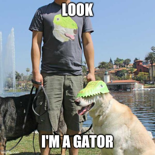 GRRR | LOOK; I'M A GATOR | image tagged in dogs | made w/ Imgflip meme maker