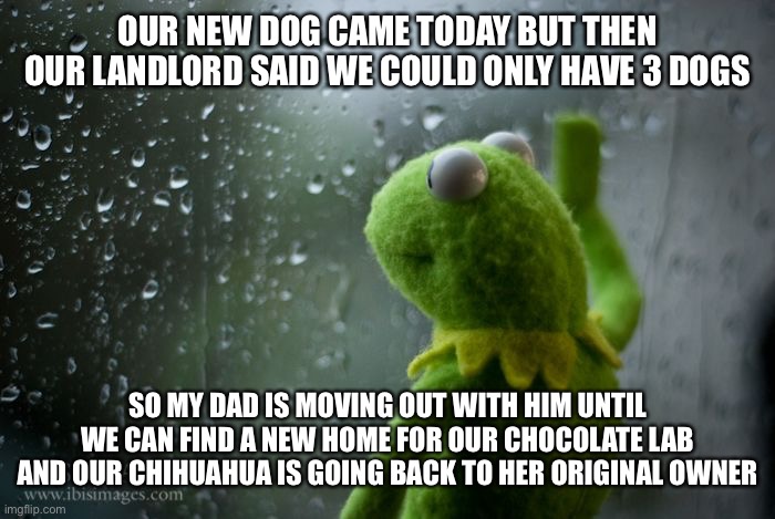 Please help me Im really sad right now | OUR NEW DOG CAME TODAY BUT THEN OUR LANDLORD SAID WE COULD ONLY HAVE 3 DOGS; SO MY DAD IS MOVING OUT WITH HIM UNTIL WE CAN FIND A NEW HOME FOR OUR CHOCOLATE LAB AND OUR CHIHUAHUA IS GOING BACK TO HER ORIGINAL OWNER | image tagged in kermit window | made w/ Imgflip meme maker