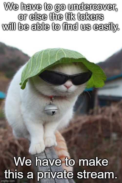 We have to make this stream private. | We have to go undercover, or else the tik tokers will be able to find us easily. We have to make this a private stream. | image tagged in undercover cat | made w/ Imgflip meme maker