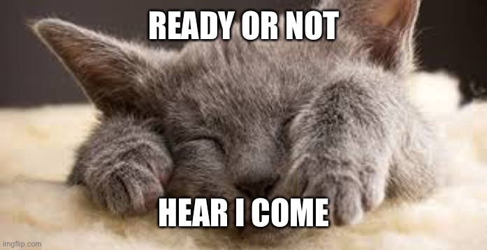Awww | READY OR NOT; HEAR I COME | image tagged in hide and seek cat | made w/ Imgflip meme maker