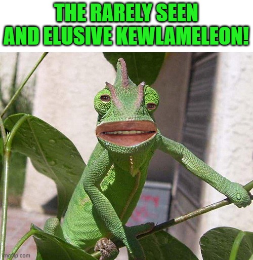 kewlameleon | THE RARELY SEEN AND ELUSIVE KEWLAMELEON! | image tagged in kewlameleon,kewlew | made w/ Imgflip meme maker