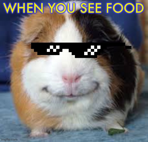 Guinea Pig | WHEN YOU SEE FOOD | image tagged in guinea pig | made w/ Imgflip meme maker