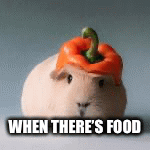 Food | WHEN THERE’S FOOD | image tagged in gifs,guinea pig | made w/ Imgflip images-to-gif maker