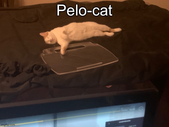 Actual footage of my cat watching me on the Peloton. Pelo-cat! | Pelo-cat | image tagged in cat,bike,exercise,cats,photo,aww | made w/ Imgflip meme maker