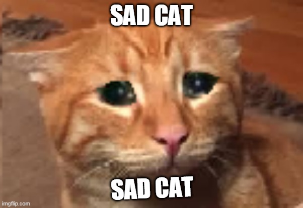 Sad cat meme template Imgflip