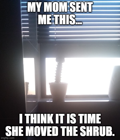Shrub | MY MOM SENT ME THIS... I THINK IT IS TIME SHE MOVED THE SHRUB. | image tagged in plants | made w/ Imgflip meme maker