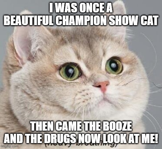 Fame | I WAS ONCE A BEAUTIFUL CHAMPION SHOW CAT; THEN CAME THE BOOZE AND THE DRUGS NOW LOOK AT ME! | image tagged in memes,heavy breathing cat | made w/ Imgflip meme maker