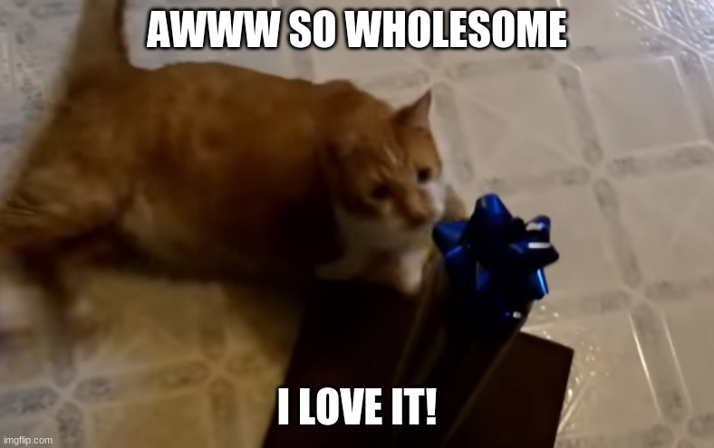 Aww~ | AWWW SO WHOLESOME; I LOVE IT! | image tagged in cats,chonk | made w/ Imgflip meme maker