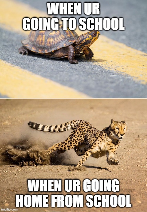 scchool | WHEN UR GOING TO SCHOOL; WHEN UR GOING HOME FROM SCHOOL | image tagged in turtle,cheetah,school,memes,funny memes | made w/ Imgflip meme maker
